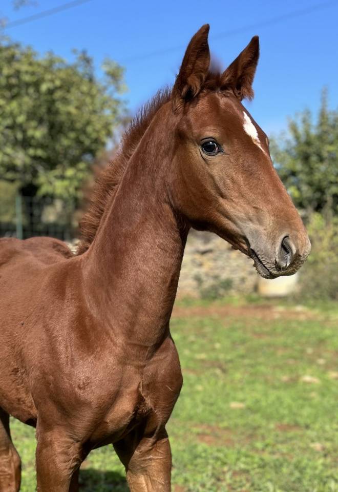 Potranca Silla Francés En venta 2025 Alazán por Casallo z