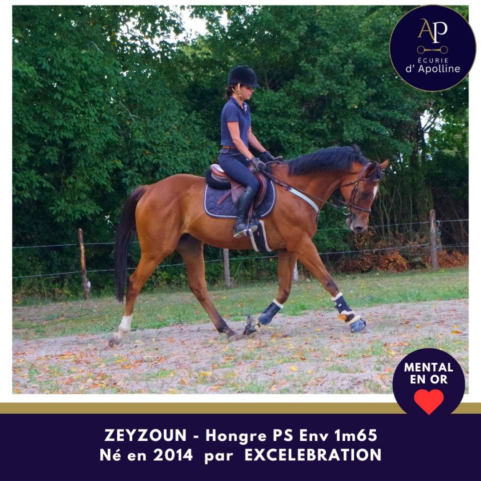 Caballo castrado Pura Sangre En venta 2014 Bayo