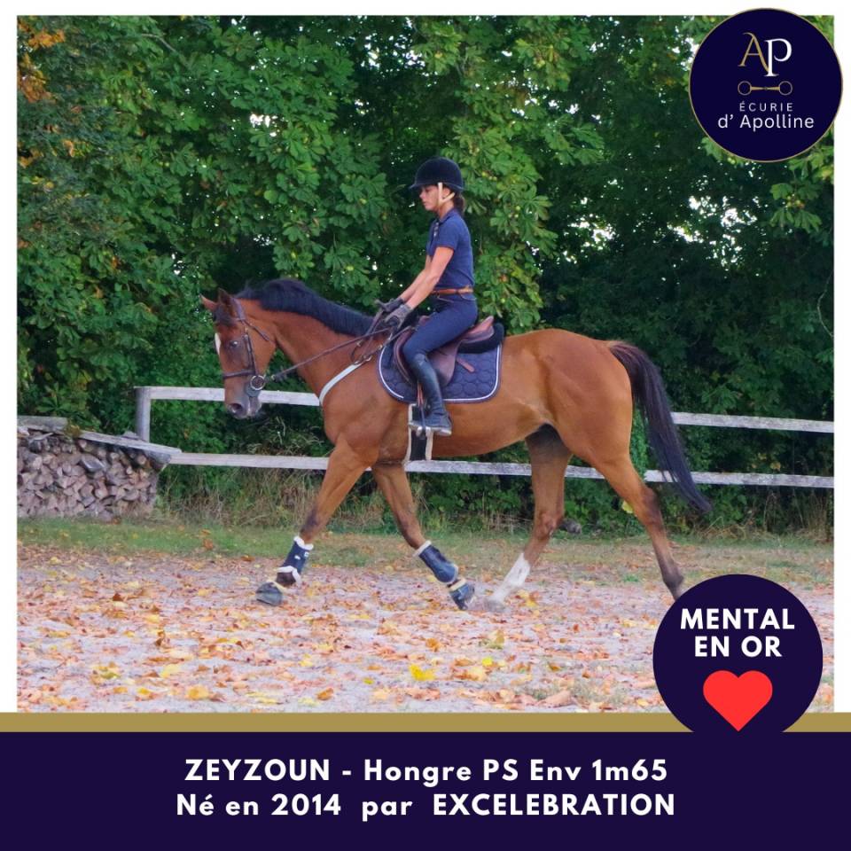 Caballo castrado Pura Sangre En venta 2014 Bayo