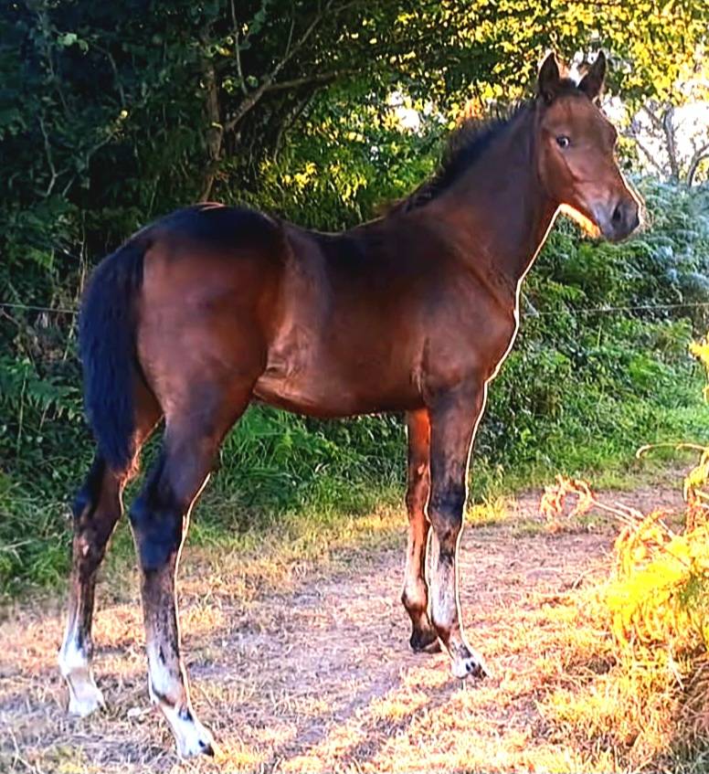 Potro Origine Constatée En venta 2025 Bayo