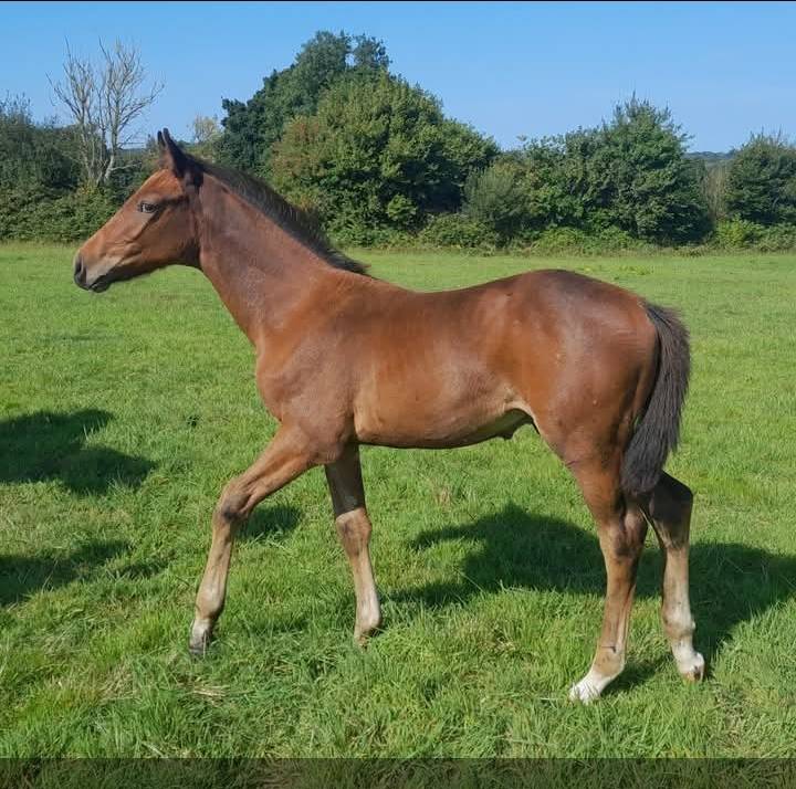 Potro Origine Constatée En venta 2025 Bayo