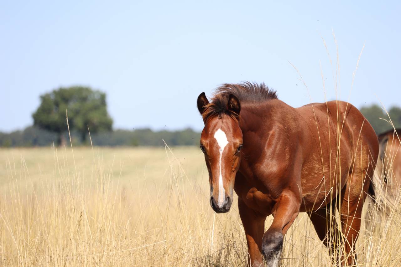 Potro Silla Francés En venta 2025 Bayo por Consult DL Vie