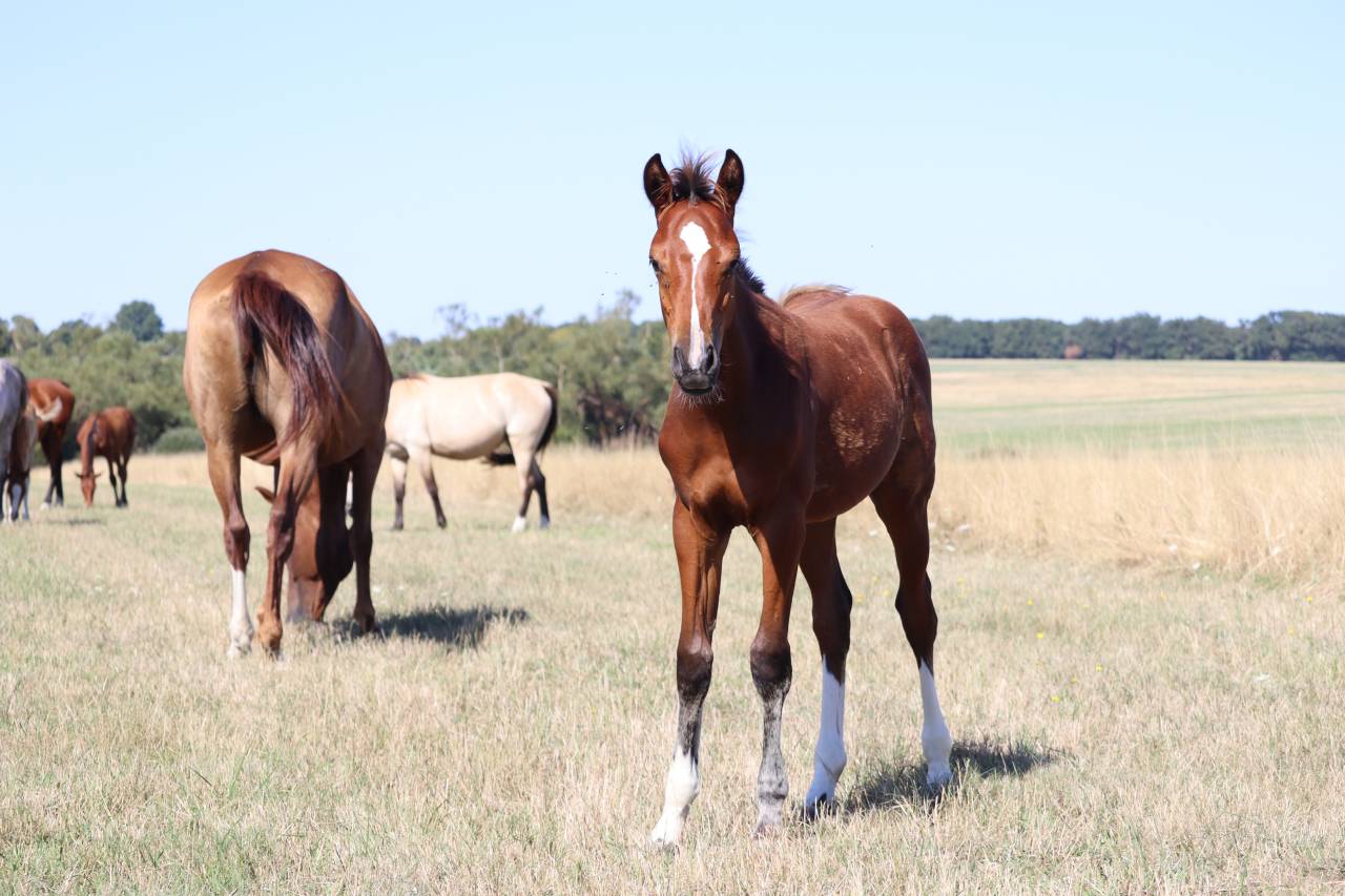 Potro Silla Francés En venta 2025 Bayo por Consult DL Vie