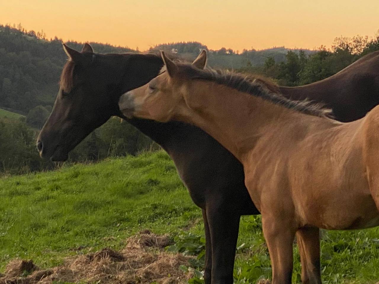 Potro Welsh Part Bred En venta 2025 Isabelo por Ubiwan des colines