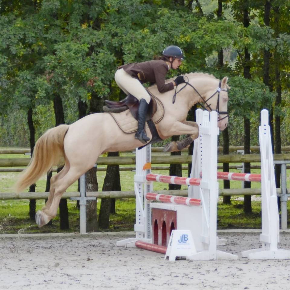 Potro Welsh Part Bred En venta 2025 Isabelo por Ubiwan des colines