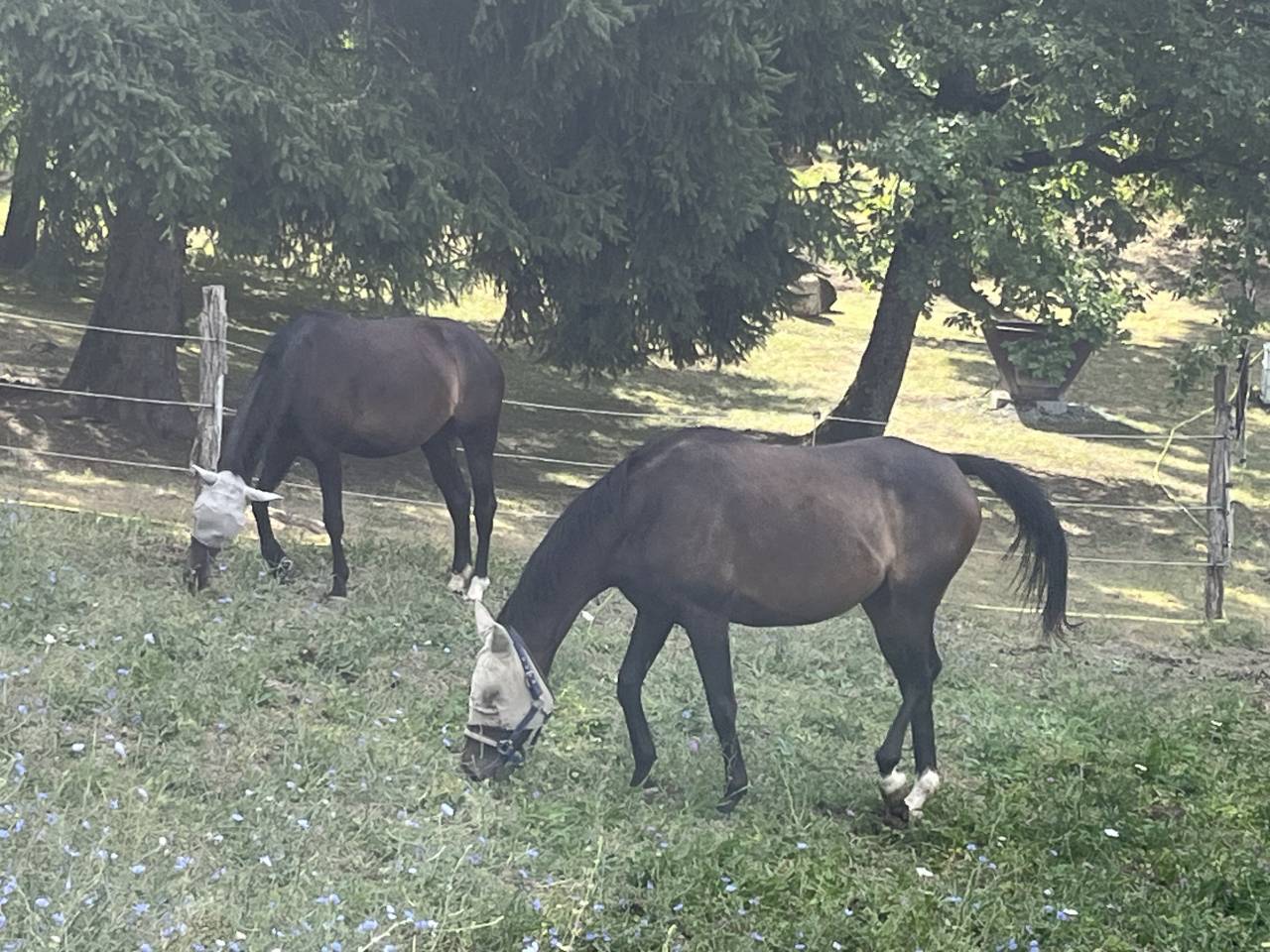 Yegua Silla Francés En venta 2021 Alazán tostado por Sandro du Priolet Z