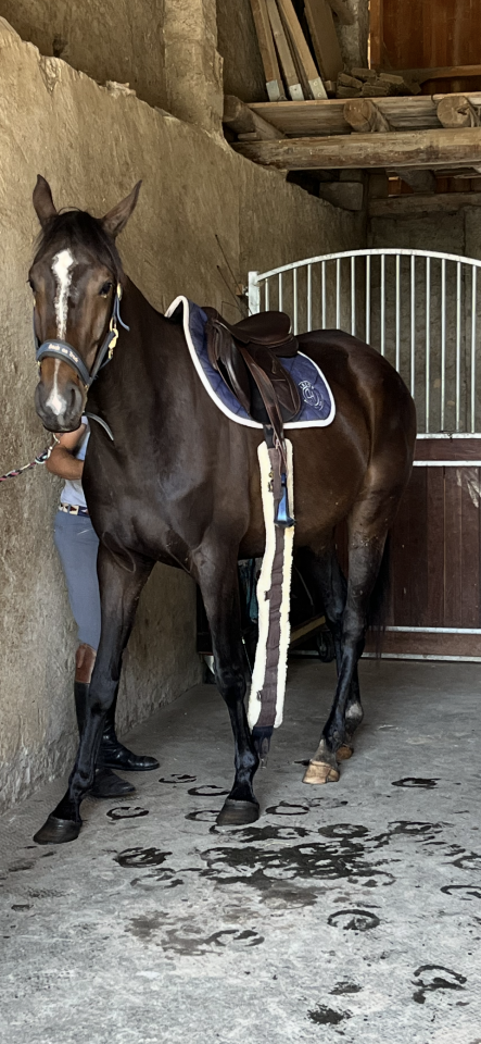 Yegua Silla Francés En venta 2021 Alazán tostado por Sandro du Priolet Z