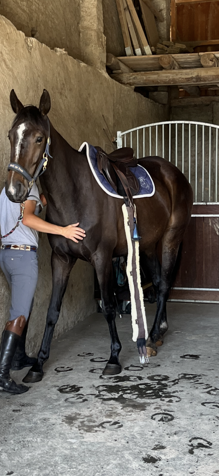 Yegua Silla Francés En venta 2021 Alazán tostado por Sandro du Priolet Z