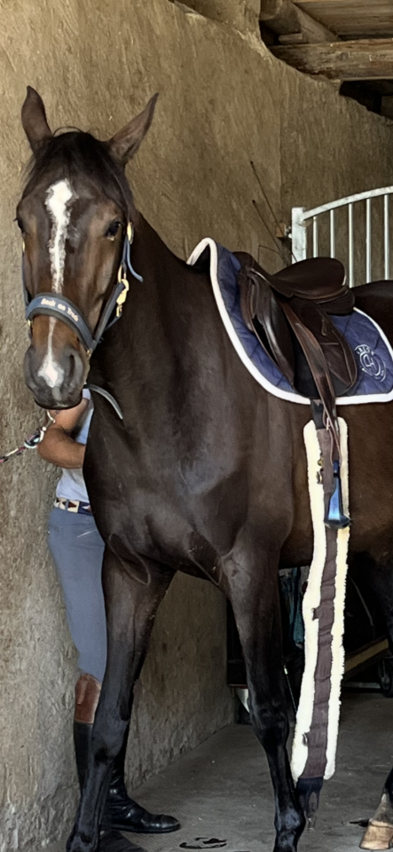 Yegua Silla Francés En venta 2021 Alazán tostado por Sandro du Priolet Z