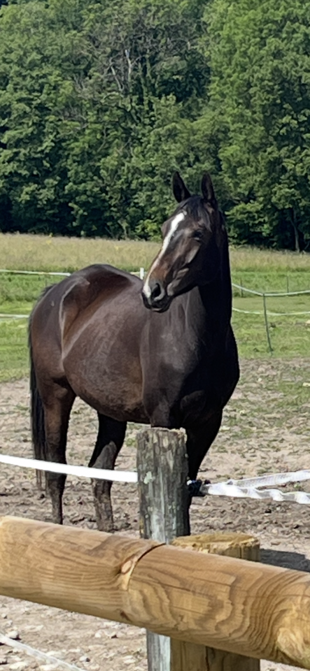 Yegua Silla Francés En venta 2021 Alazán tostado por Sandro du Priolet Z