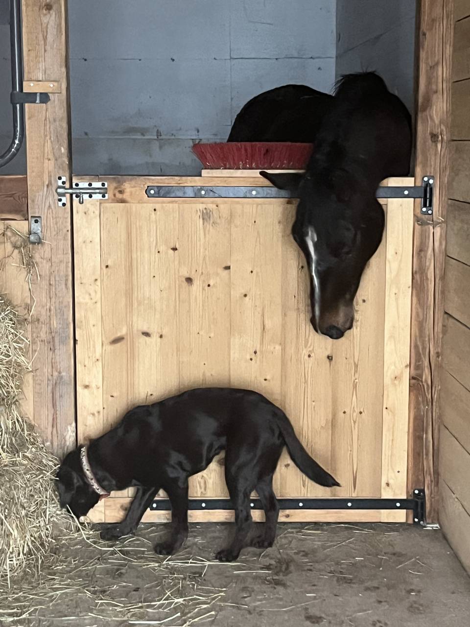 Yegua Silla Francés En venta 2021 Alazán tostado por Sandro du Priolet Z