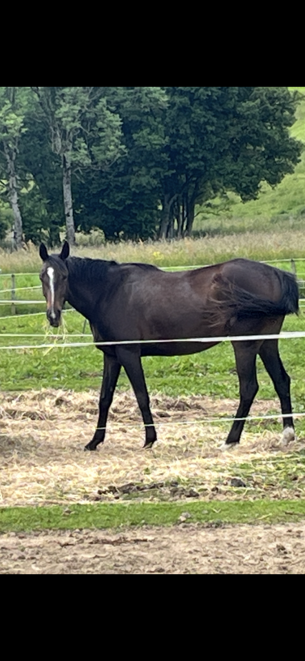 Yegua Silla Francés En venta 2021 Alazán tostado por Sandro du Priolet Z
