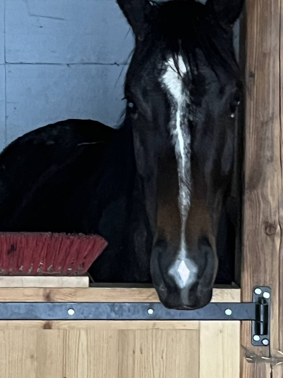 Yegua Silla Francés En venta 2021 Alazán tostado por Sandro du Priolet Z