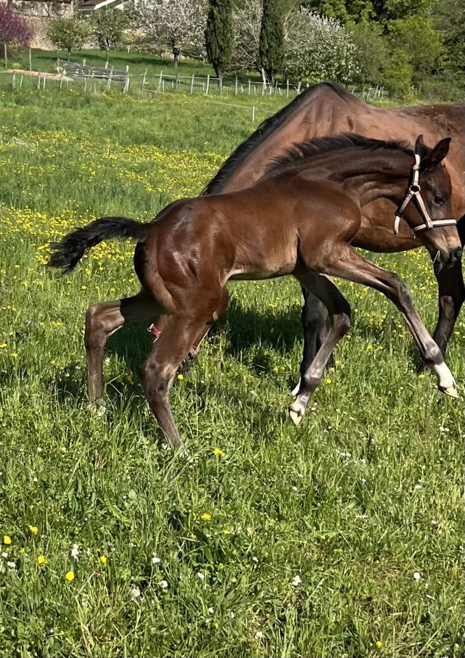 Potro Silla Francés En venta 2025 Bayo por diarado