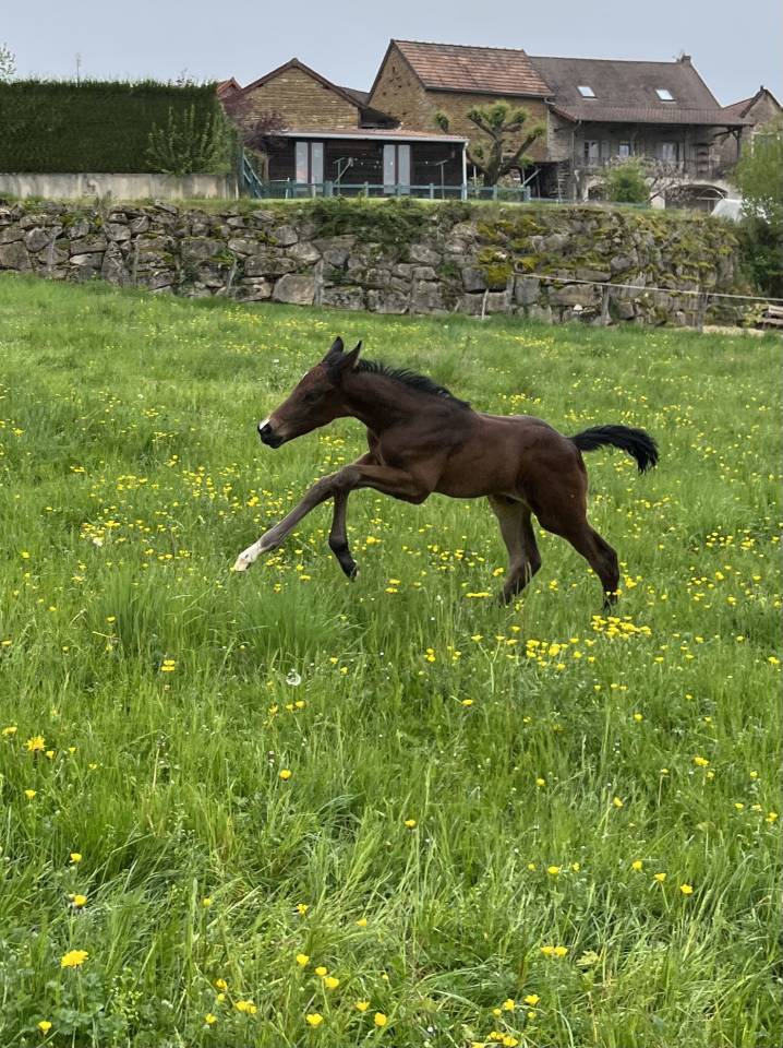 Potro Silla Francés En venta 2025 Bayo por diarado