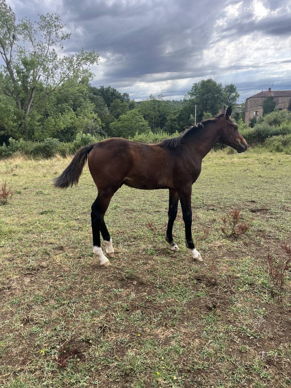 Potro Silla Francés En venta 2025 Bayo por diarado