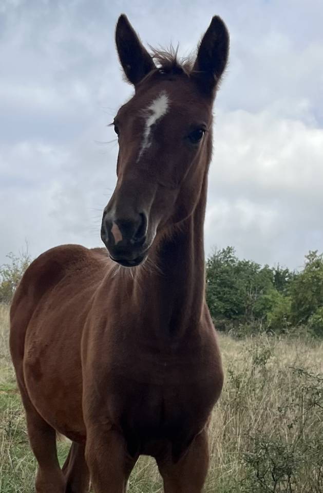 Potranca Silla Francés En venta 2025 Alazán por Itoki de Riverland