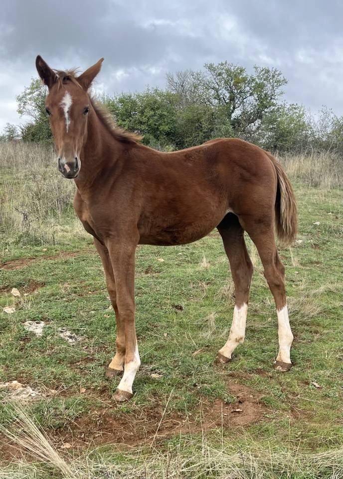 Potranca Silla Francés En venta 2025 Alazán por Itoki de Riverland