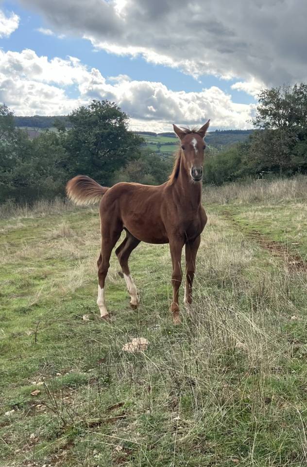Potranca Silla Francés En venta 2025 Alazán por Itoki de Riverland
