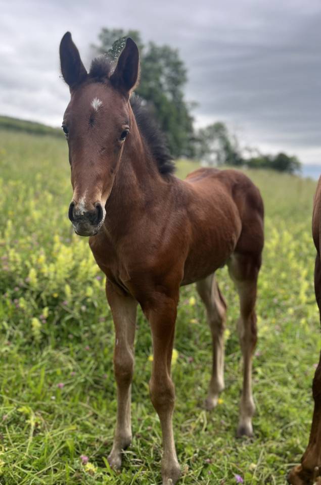 Potranca Silla Francés En venta 2025 Bayo