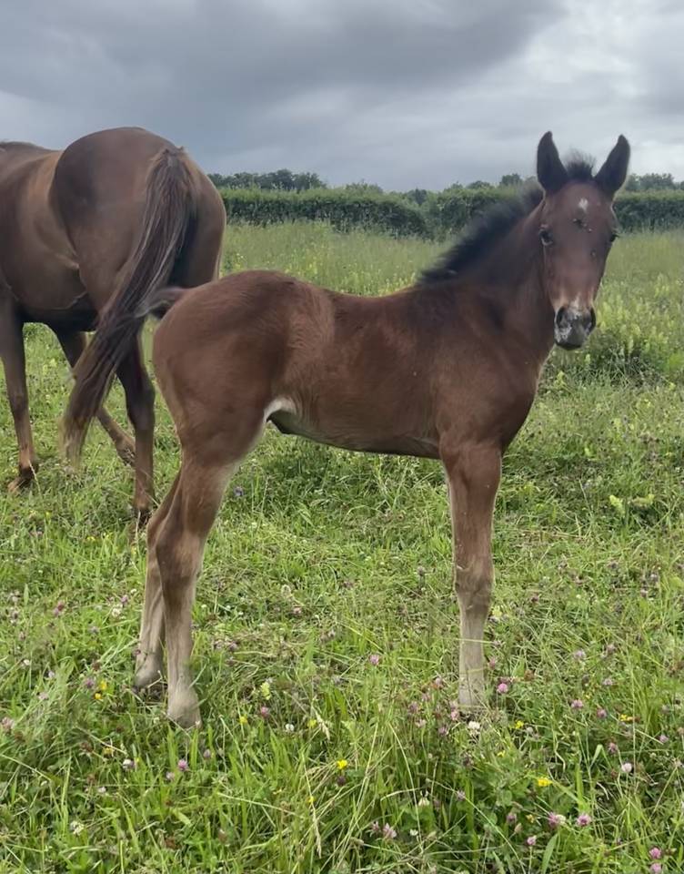 Potranca Silla Francés En venta 2025 Bayo