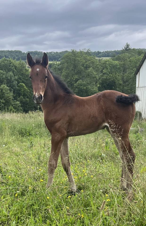 Potranca Silla Francés En venta 2025 Bayo