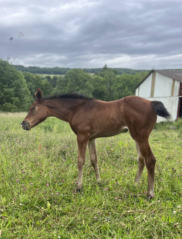 Potranca Silla Francés En venta 2025 Bayo