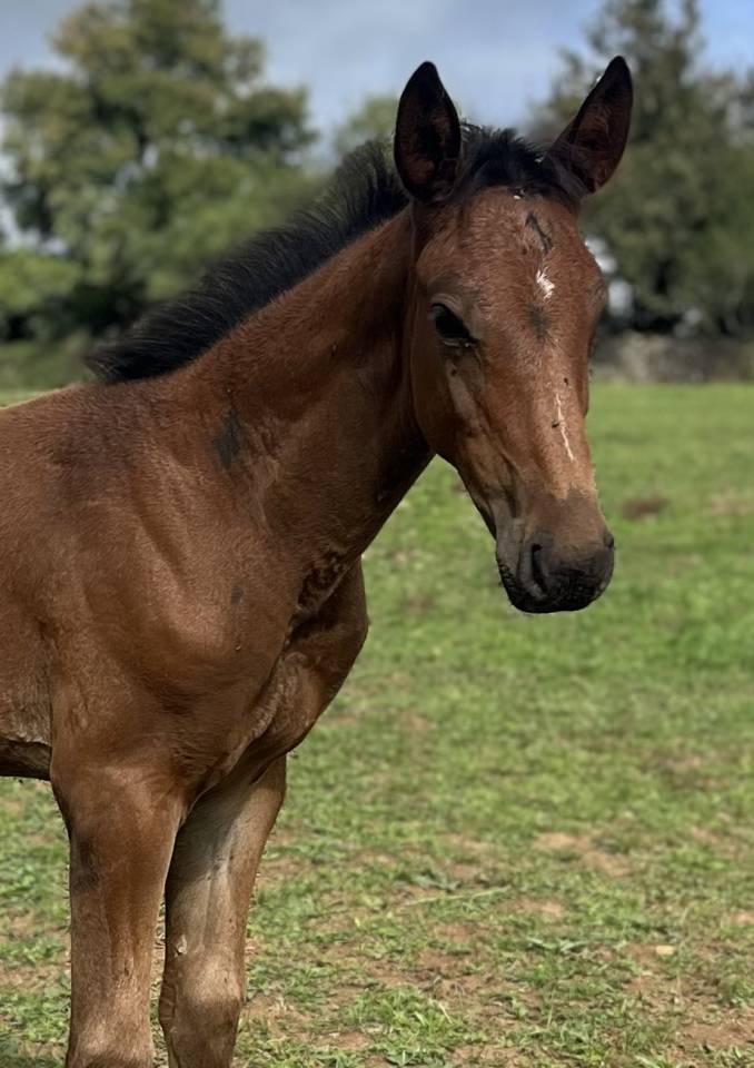 Potro Silla Francés En venta 2025 Bayo