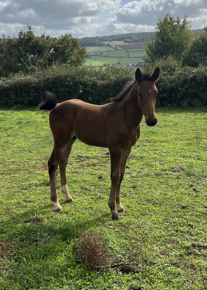 Potro Silla Francés En venta 2025 Bayo