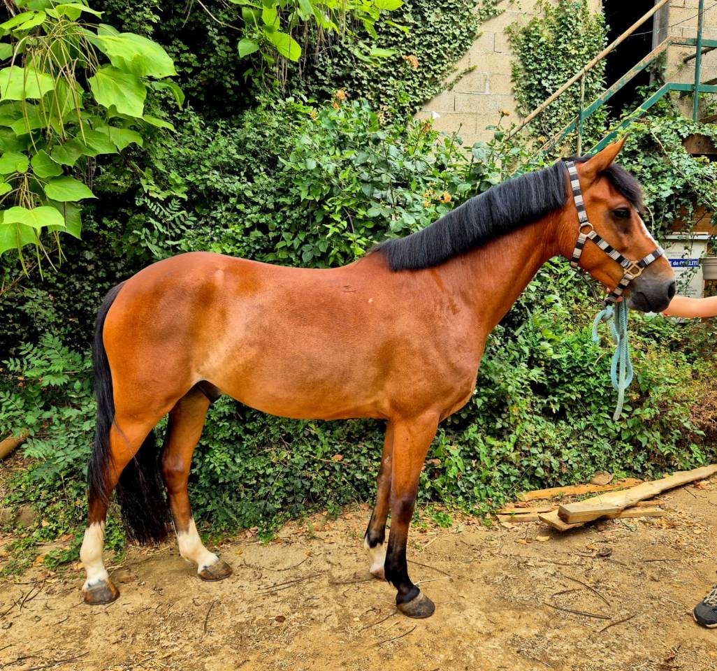 Caballo castrado New Forest En venta 2020 Bayo