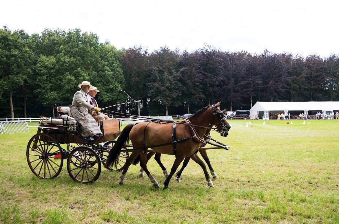 Caballo castrado New Forest En venta 2020 Bayo