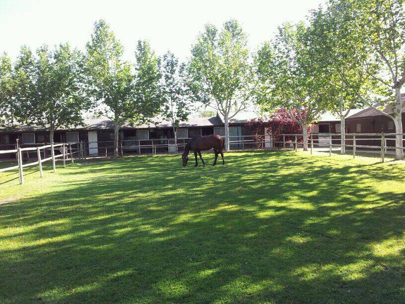 monitor de equitación