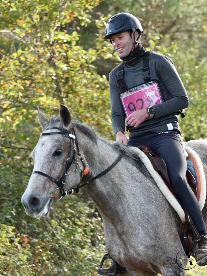 Caballo castrado Arabe En venta 2016 Roano