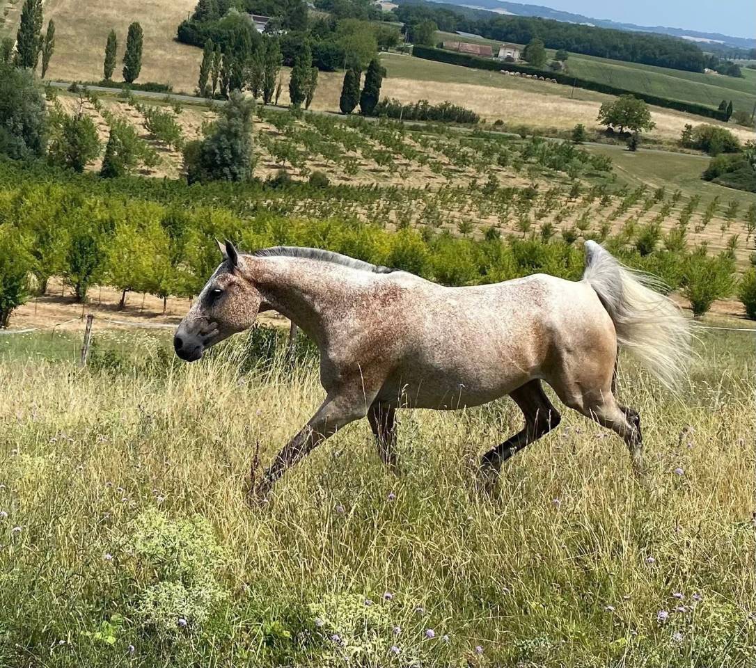 Caballo castrado Arabe En venta 2016 Roano