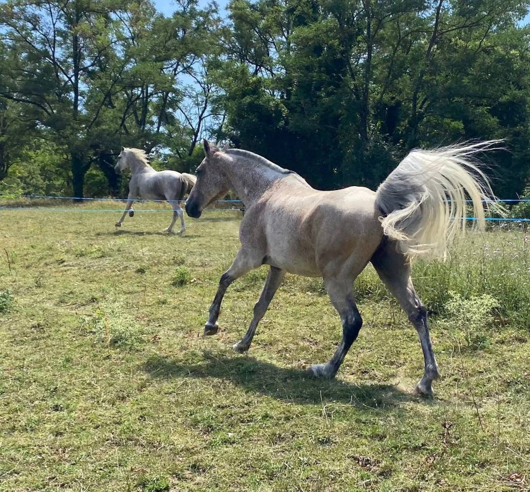 Caballo castrado Arabe En venta 2016 Roano