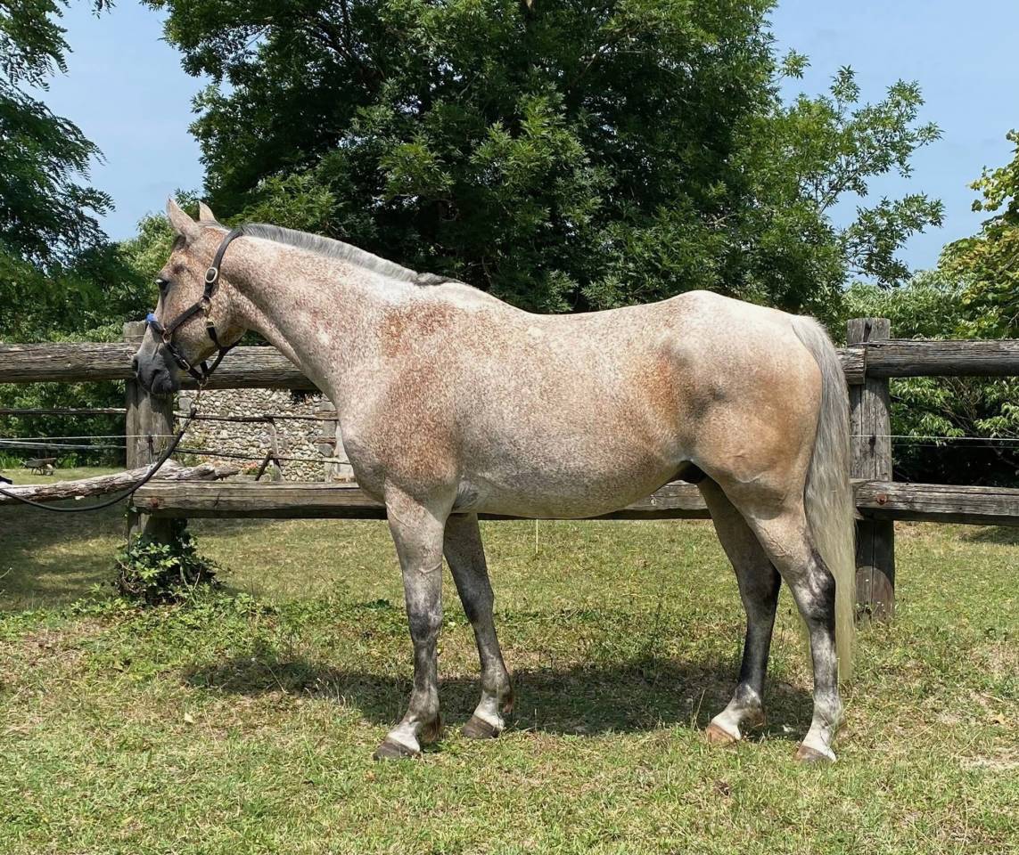 Caballo castrado Arabe En venta 2016 Roano