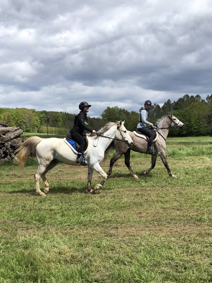 Caballo castrado Arabe En venta 2016 Roano
