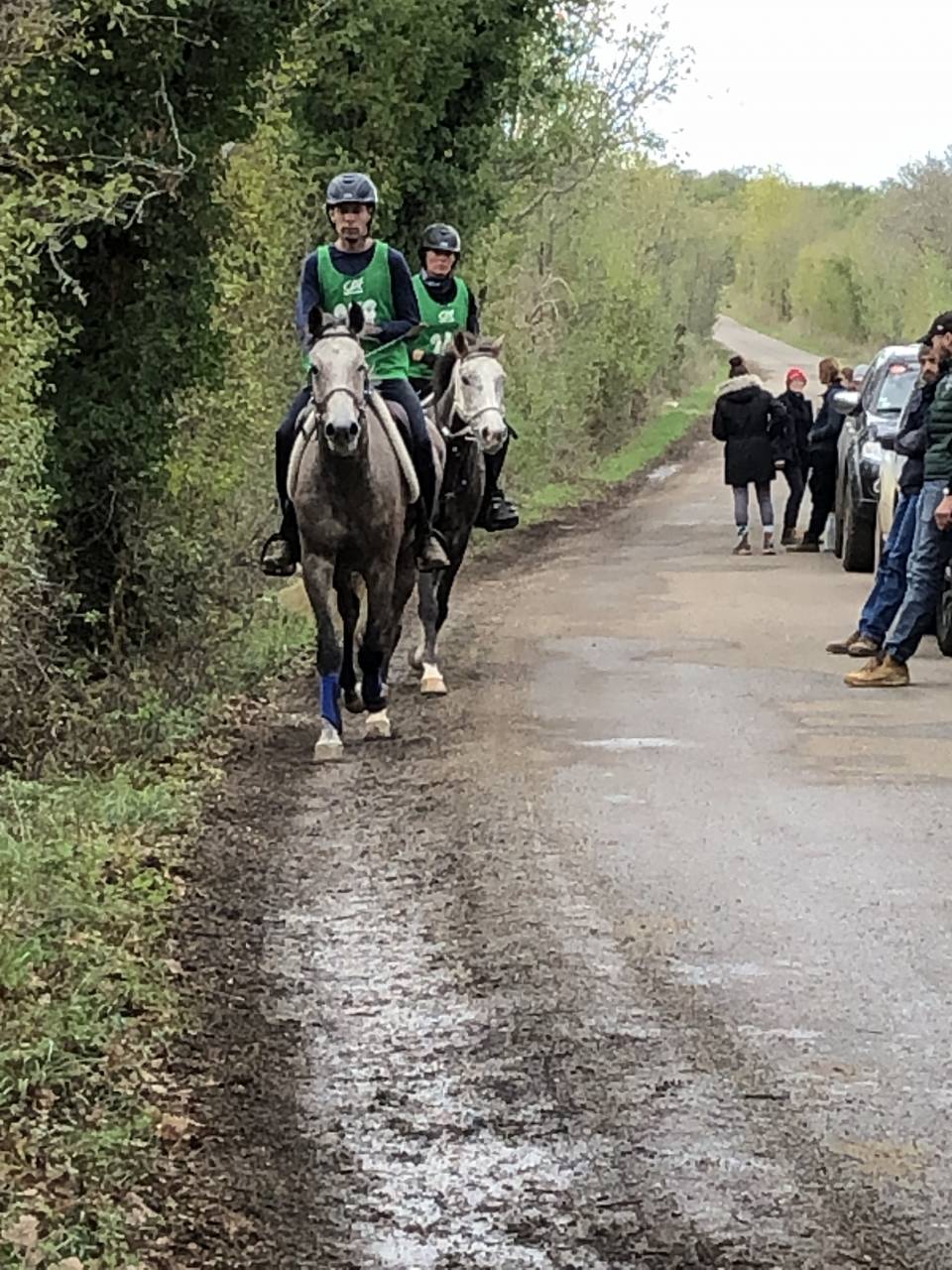 Caballo castrado Arabe En venta 2016 Roano