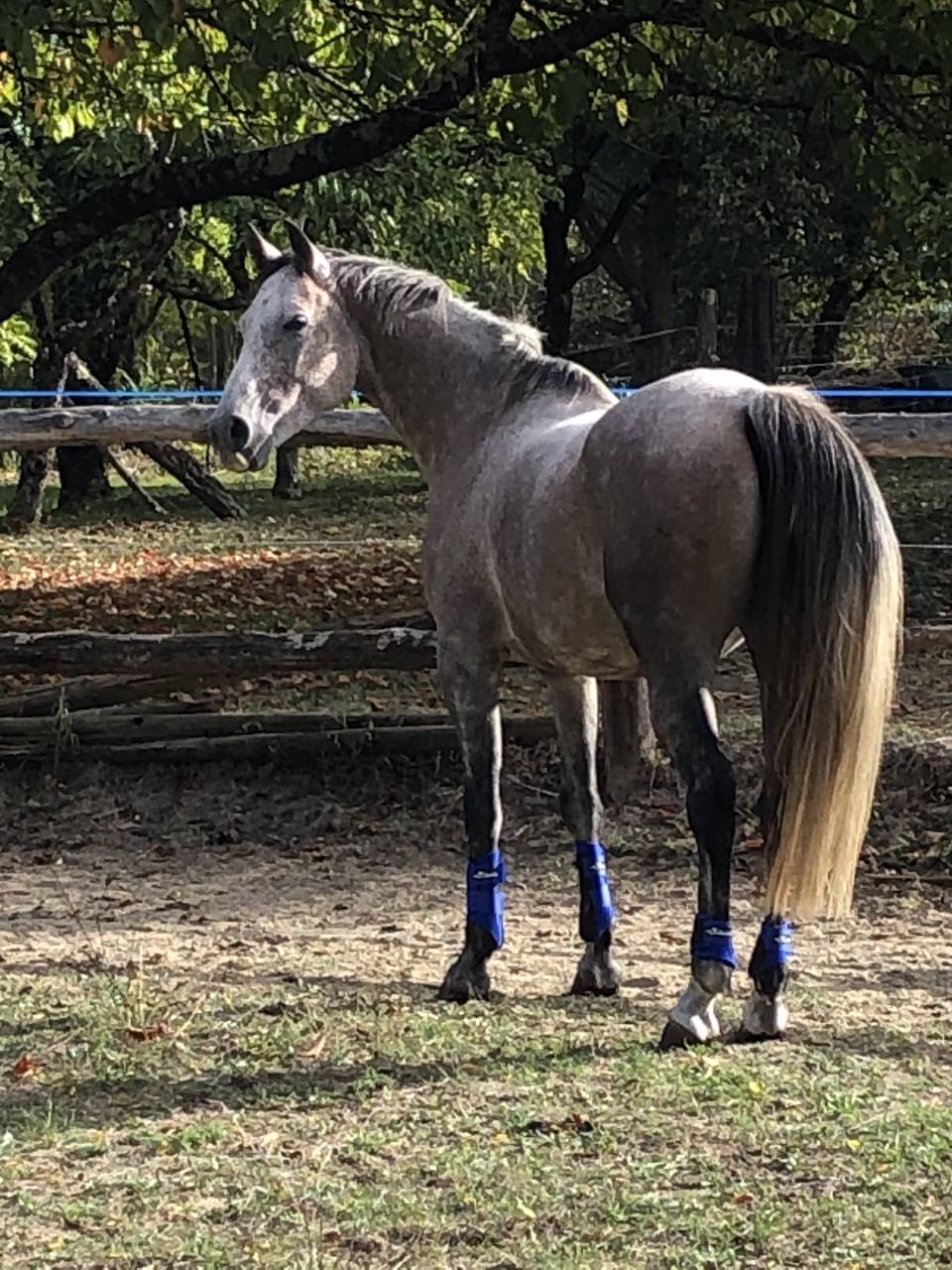 Caballo castrado Arabe En venta 2016 Roano