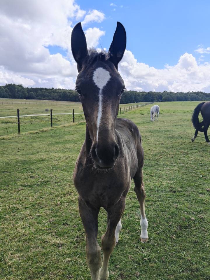 Potranca Holsteiner En venta 2025 Bayo moreno por Fiji