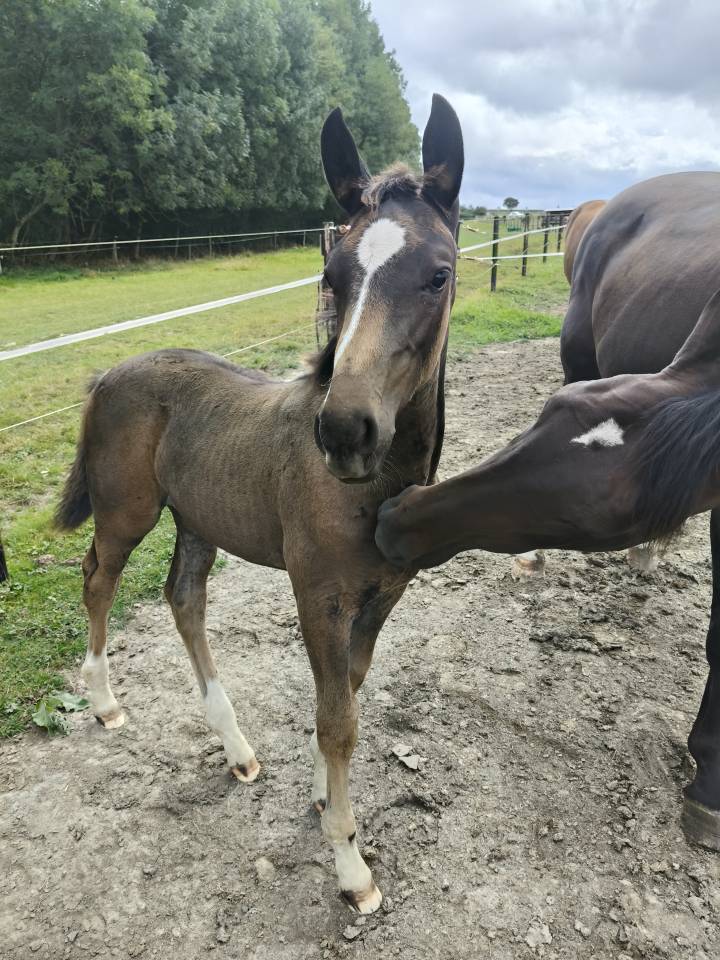 Potranca Holsteiner En venta 2025 Bayo moreno por Fiji