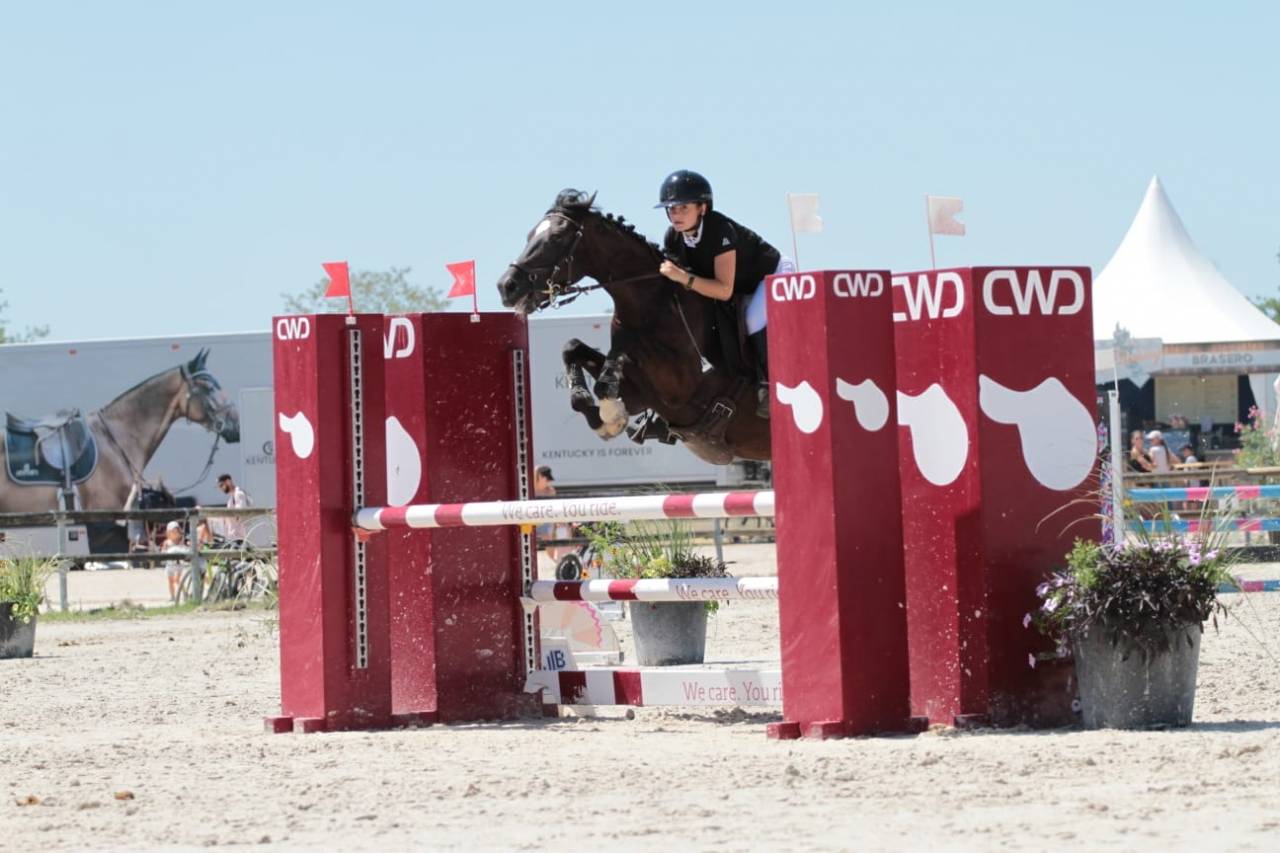 Caballo castrado PFS Poni Françés de Silla En venta 2015 Negro