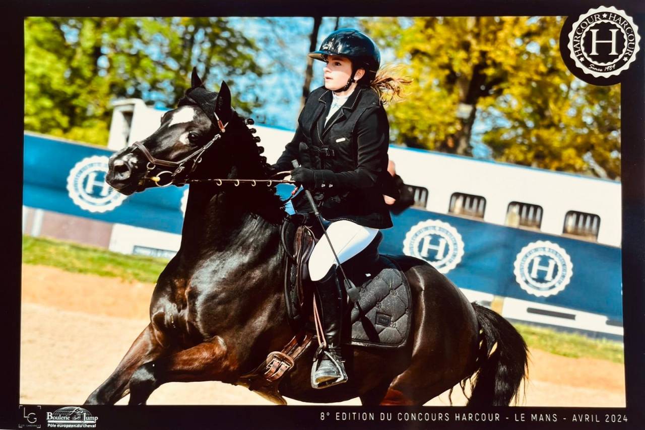 Caballo castrado PFS Poni Françés de Silla En venta 2015 Negro