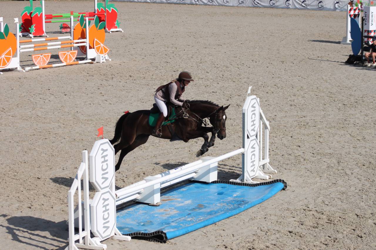 Caballo castrado Silla Francés En venta 2020 Bayo por Rêve du paradis