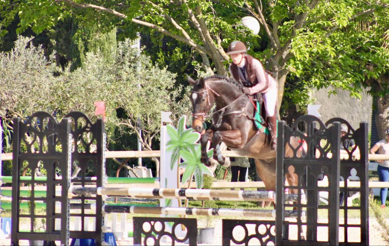 Caballo castrado Silla Francés En venta 2020 Bayo por Rêve du paradis