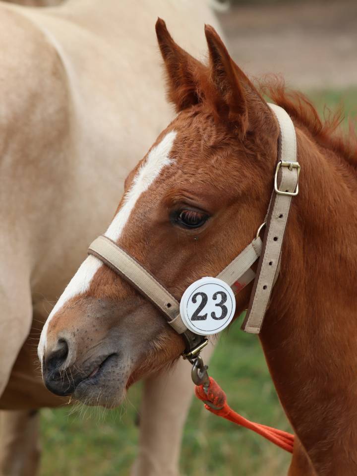 Potranca Connemara En venta 2025 Alazán por Kader du Ham