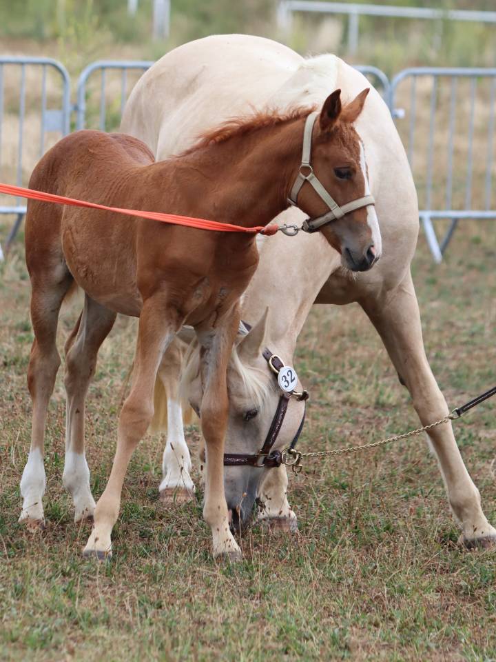 Potranca Connemara En venta 2025 Alazán por Kader du Ham