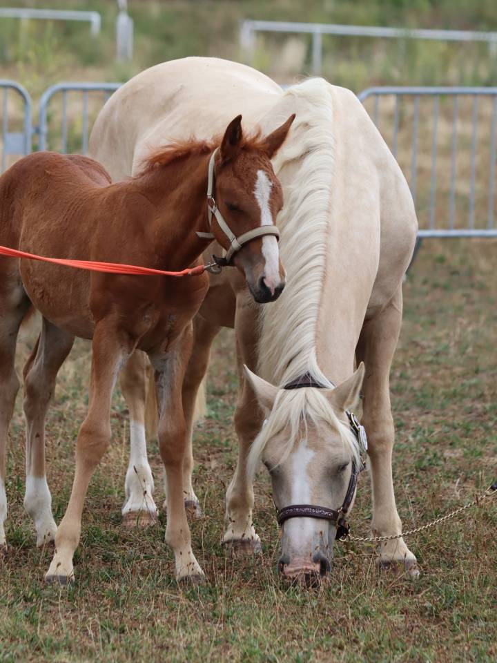 Potranca Connemara En venta 2025 Alazán por Kader du Ham