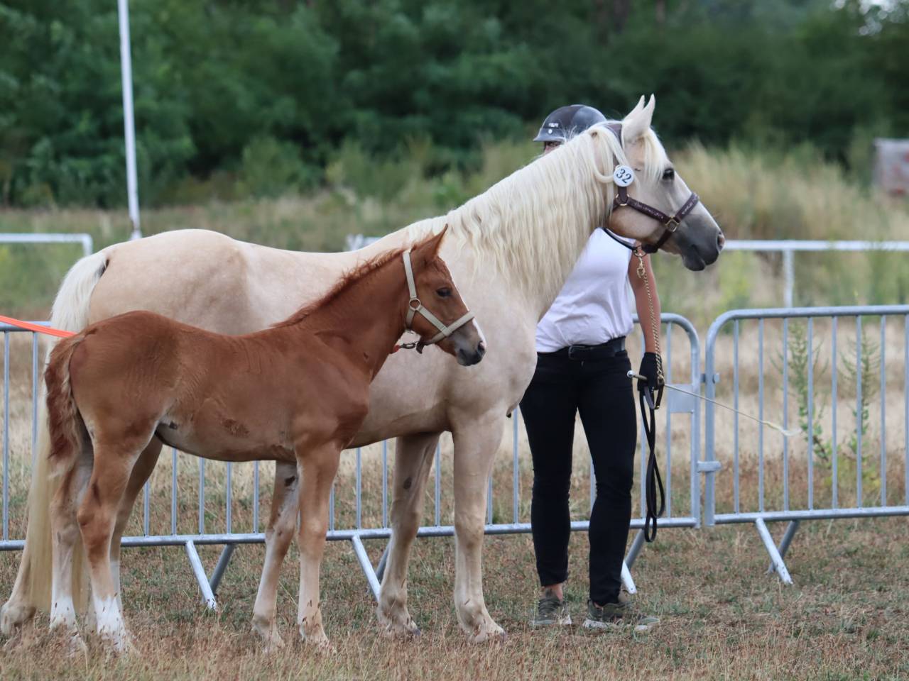 Potranca Connemara En venta 2025 Alazán por Kader du Ham