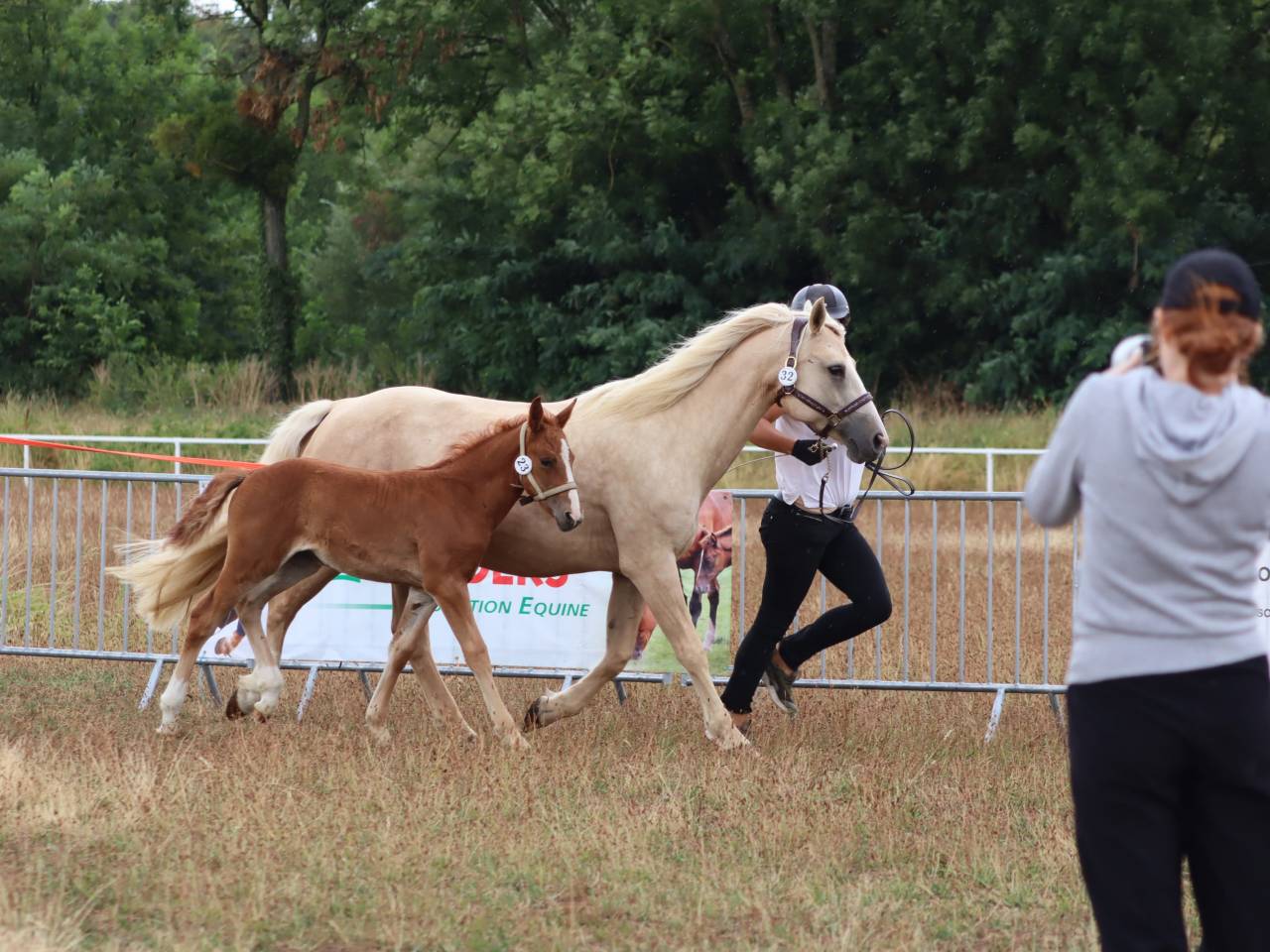 Potranca Connemara En venta 2025 Alazán por Kader du Ham
